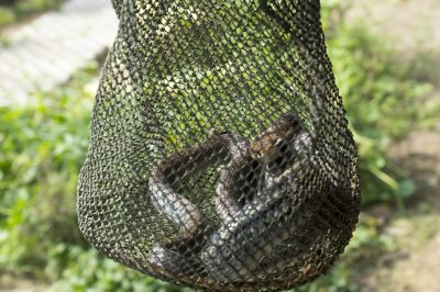 Identifying Dangerous Snakes On Residential Properties