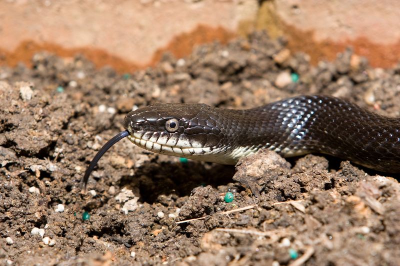 Identifying Dangerous Snakes On Residential Properties