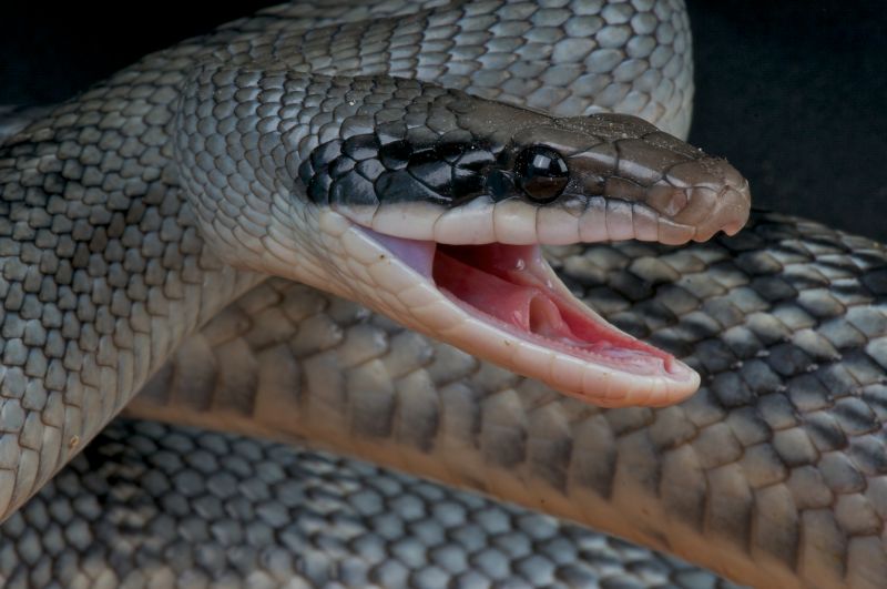 Identifying Dangerous Snakes On Residential Properties