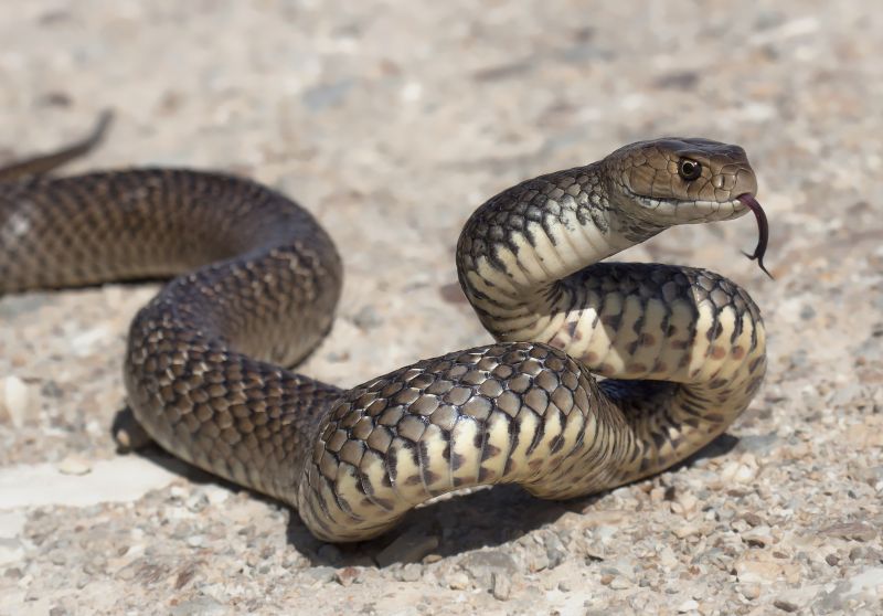 Identifying Venomous Vs. Non-Venomous Snakes And When To Call A Professional