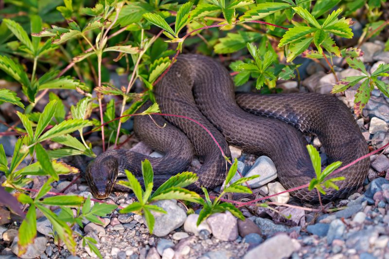 Signs Your Commercial Property Has A Snake Issue