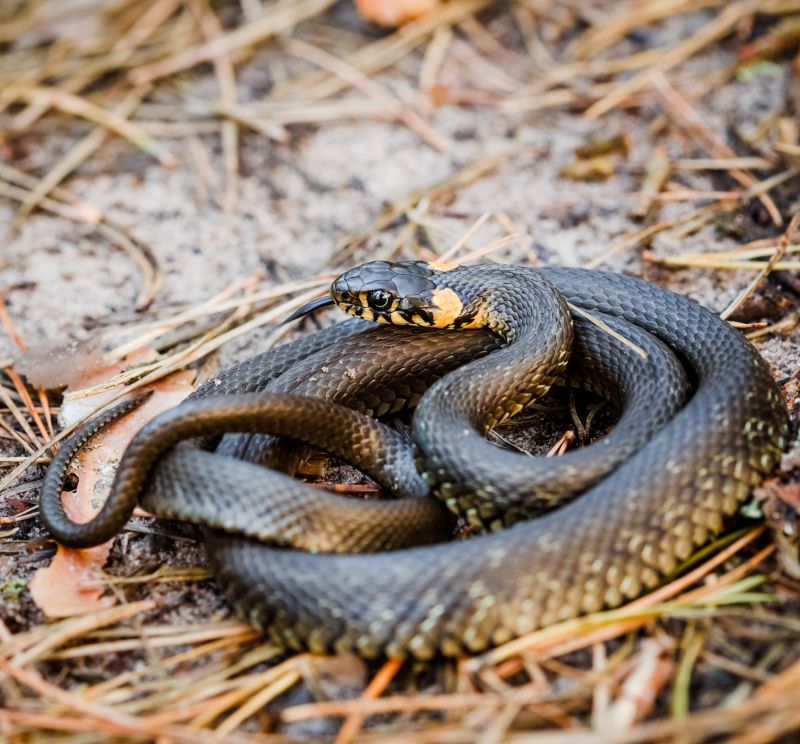 Signs Your Commercial Property Has A Snake Issue