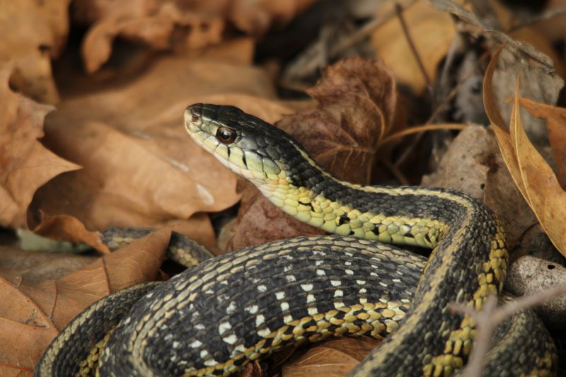 Common Snake Species