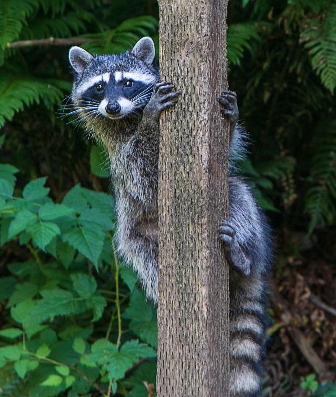 Raccoon Climbing