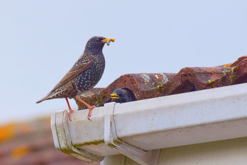 Bird Nests on Roof
